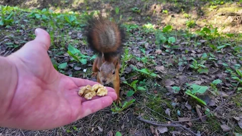 A man feeds a squirrel with his hand in the park Stock-Footage 335302937