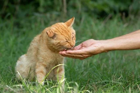 A man feeds stray cats. Problem of street animals. Life of stray cats on th.. Stock Photos