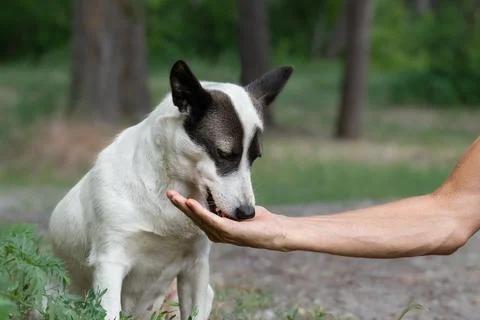 A man feeds a stray hungry dog dog dog with dog food.Feeding stray dogs on th Stock Photos