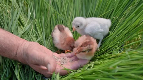Man feeds tiny chicks from open hand with grain in green grass, animal care 動画素材 343127219
