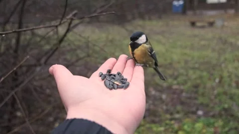 A man feeds a titmouse from his hand Stock Footage 260563070