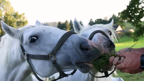 A man feeds two white horses with grass, a rustic landscape Video stock 248237482