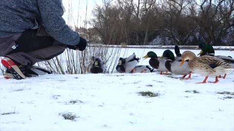 A man feeds wild ducks (mallard) by the pond in winter. Stock Footage 146817593