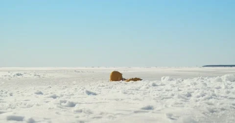 Man fell through ice and drowning in water icy winter frosty day Vidéo 152152510