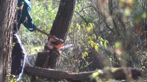  man fells a tree with an ax in the mountain of Argentina 스톡 동영상 123799483