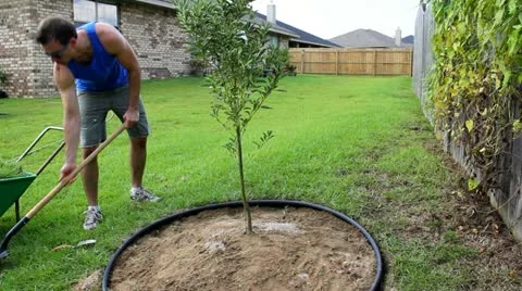 Man Fertilizes Young Fruit Tree 스톡 동영상 11692672