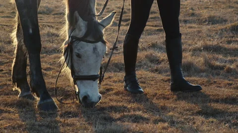 Man in the field with a horse Stock Footage 187098976