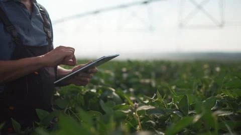A man in a field uses a tablet while examining lush crops. The man carefully Video stock 318495900
