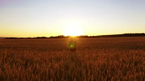 Man in field of wheat Video stock 135107753
