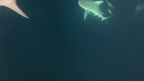 Man Fights Off Three Bull Sharks While Spear Fishing, Destin, Florida, USA - 11  Stock Footage 343441129