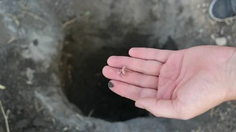 Man find an earthworm in the humus Stock Footage 80759244