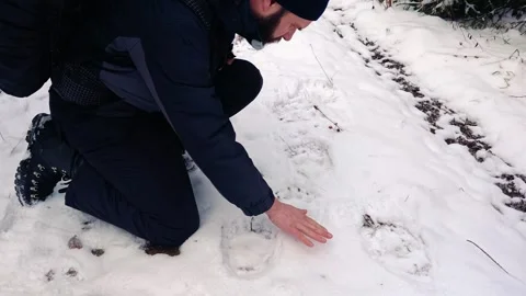 Man Finding and Inspecting Large Bear Paw Print in the Snow Stock-Footage 334238976