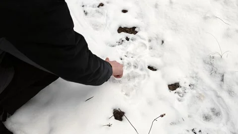 Man Finding and Inspecting Large Bear Paw Print in the Snow Stock Footage 334239026