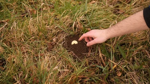 Man finds gold BTC bitcoin in the dirt, mining cryptocurrency coin in soil Stock Footage 85714227