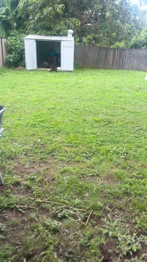 Man Finds Massive Stick Bug in Backyard, Australia - 14 Mar 2024 Stock Footage 269025613