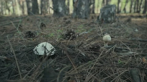 Man finds a mushroom in the forest, toadstool Stockbeeldmateriaal 152979126