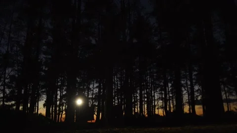 A man with a flashlight wanders through the night forest Stock Footage 211886062