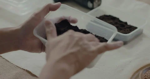 Man flattened peat inside a clear container Stock Footage 240385547