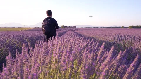 Man Flies Drone in Lavender Fields in Southern France Provence Region Stock Footage 312558561