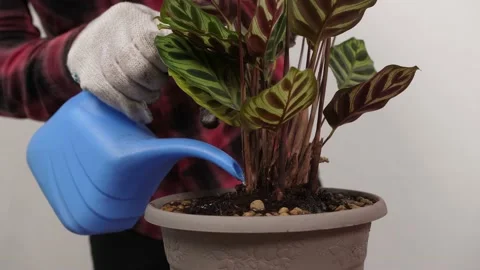 Man florist at work, man watering flowers, green decorations for the home Stock Footage 201110063