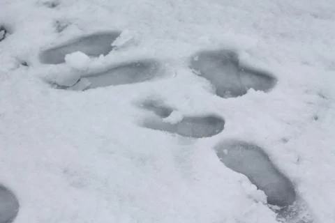 Man footprints on first snow Stock Photos