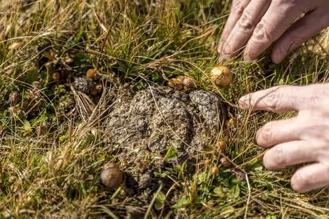 Man foraging, looking for psilocybin or magic mushroom, growing on horse dung -  Stock Photos