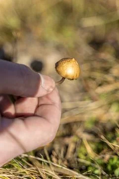 Man foraging, looking for psilocybin or magic mushroom, growing on horse dung -  Stock Photos