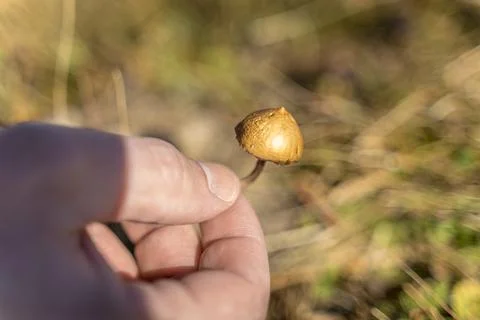 Man foraging, looking for psilocybin or magic mushroom, growing on horse dung -  Stock Photos