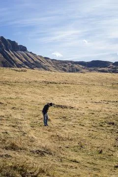 Man foraging, looking for psilocybin or magic mushroom, growing on horse dung -  Stock Photos