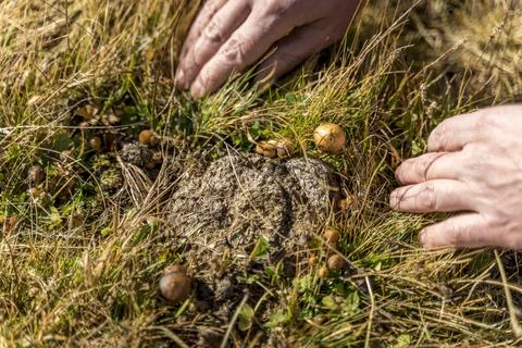 Man foraging, looking for psilocybin or magic mushroom, growing on horse dung -  Stock Photos