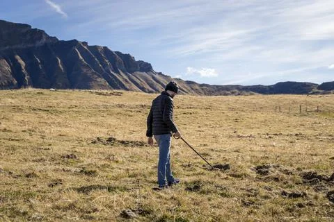 Man foraging, looking for psilocybin or magic mushroom, growing on horse dung -  Foto stock