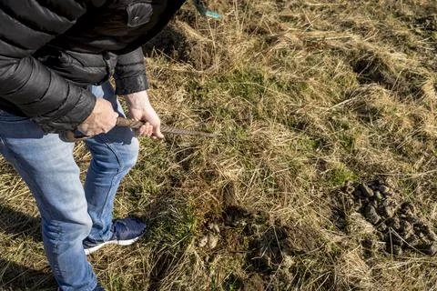 Man foraging, looking for psilocybin or magic mushroom, growing on horse dung -  Stock Photos