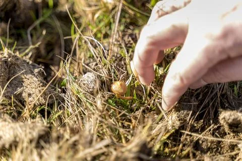 Man foraging, looking for psilocybin or magic mushroom, growing on horse dung -  Stock Photos