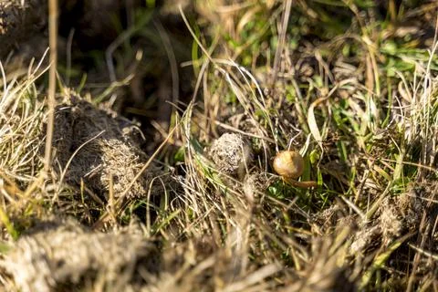 Man foraging, looking for psilocybin or magic mushroom, growing on horse dung -  Stock Photos
