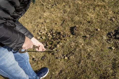 Man foraging, looking for psilocybin or magic mushroom, growing on horse dung -  Stock Photos
