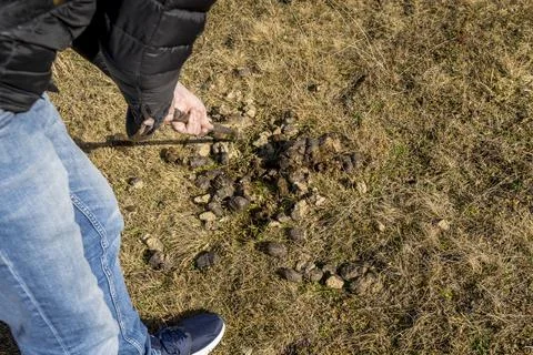 Man foraging, looking for psilocybin or magic mushroom, growing on horse dung -  Stock Photos