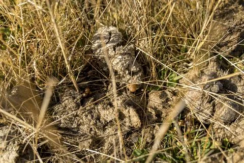 Man foraging, looking for psilocybin or magic mushroom, growing on horse dung -  Stock Photos