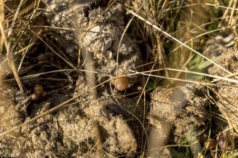 Man foraging, looking for psilocybin or magic mushroom, growing on horse dung -  Stock Photos