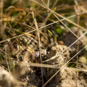 Man foraging, looking for psilocybin or magic mushroom, growing on horse dung -  Stock Photos