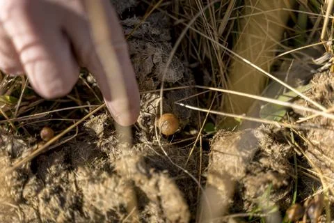 Man foraging, looking for psilocybin or magic mushroom, growing on horse dung -  Stock Photos