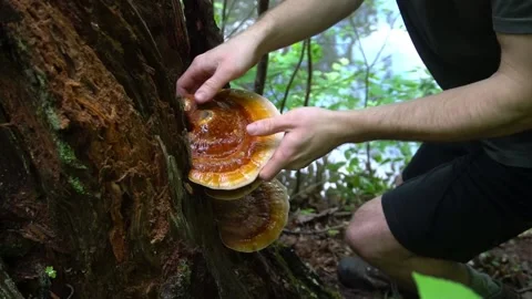 Man Foraging Reishi ( Ganoderma tsugae ) mushrooms. Mushroom hunting Stock Footage