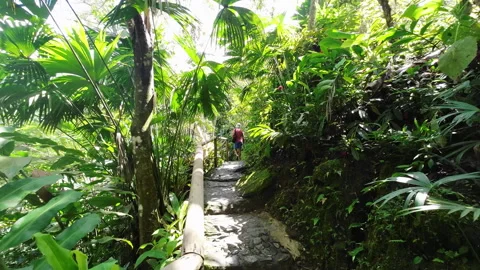 Man Forest Bathing on Sunlit Jungle Path in Minca Colombia Stock-Footage 334090272