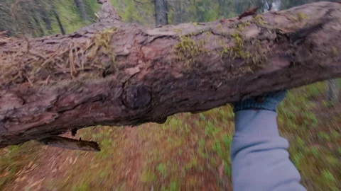 A man in the forest carries a log for a campfire. From the first person. Stock Footage 320131530