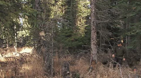 Man in Forest Felling Tree - The Drop Stock Footage 8923411