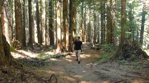 Man in the Forest Stock Footage 12027291