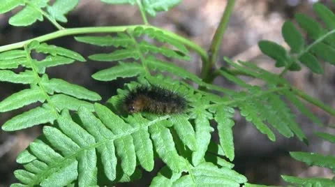 Man forest Stock Footage 12089186