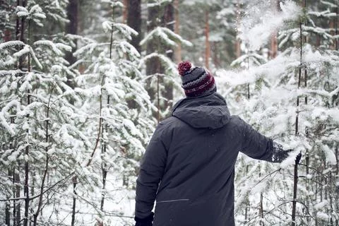 A man in the forest knocks snow from a pine tree. winter nature. Foto stock