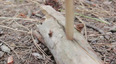 Man in the forest obtains fire by rubbing sticks Stock Footage 56125023