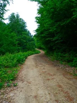 The man on the forest road Stock Photos