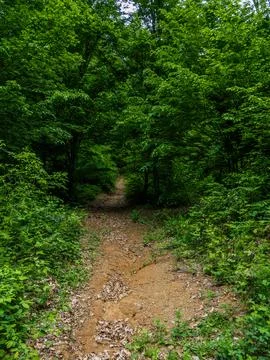 The man on the forest road Stock Photos